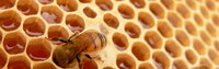 Bienenfutter und Zubehör